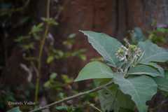 Solanum erianthum